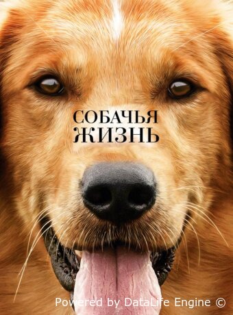 Собачья жизнь